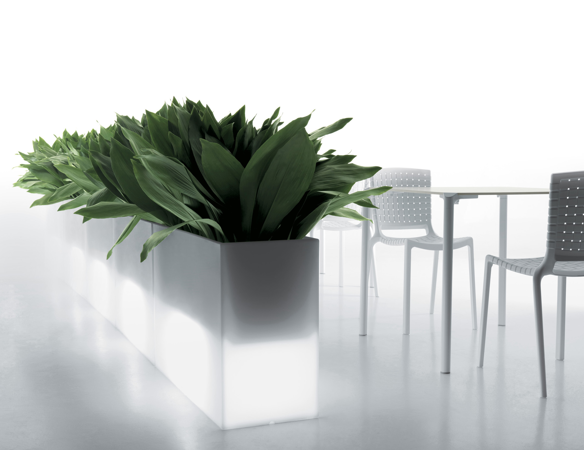 Flora